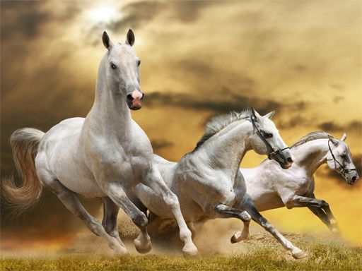 Running Horse Slide Running Horse Slide - browser game screenshot