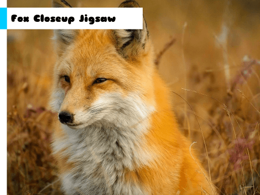 Fox Closeup Jigsaw Fox Closeup Jigsaw - browser game screenshot