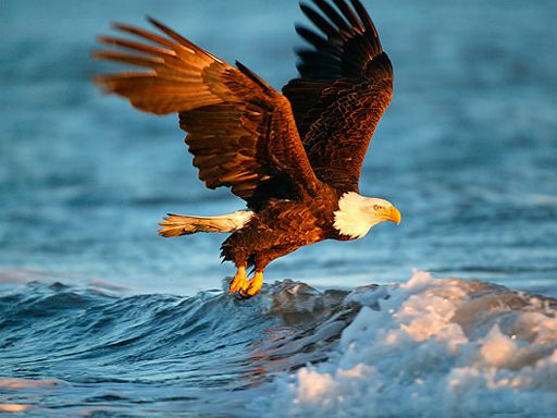 Animals Jigsaw Puzzle - Eagle - browser game screenshot