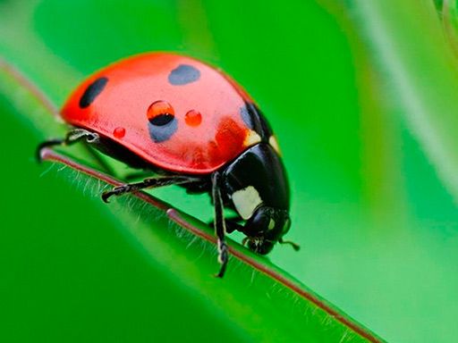 Ladybug Match3 - browser game screenshot