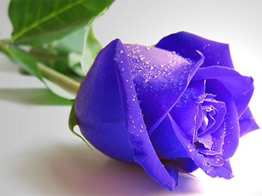 Blue Roses Puzzle - browser game screenshot