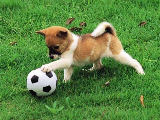 Playful Puppy Outdoor Puzzle Playful Puppy Outdoor Puzzle - browser game screenshot