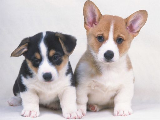 Cute Puppies Puzzle Cute Puppies Puzzle - browser game screenshot