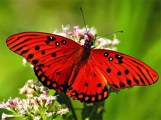 Nature Jigsaw Puzzle - Butterfly Nature Jigsaw Puzzle - Butterfly - browser game screenshot