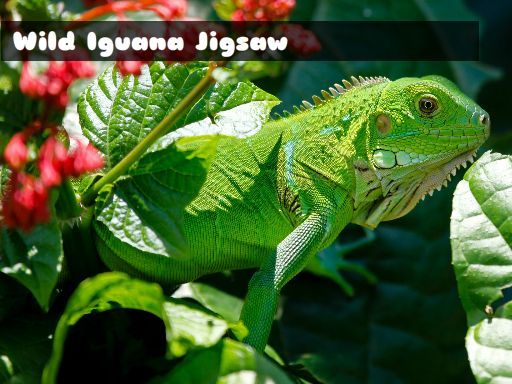 Wild Iguana - browser game screenshot