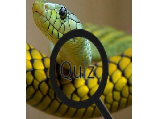 Wildlife Animal Trivia:Test Your Knowledge! - browser game screenshot