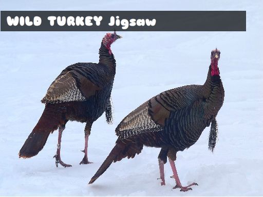 Wild Turkey Jigsaw - browser game screenshot