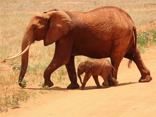 Animals Jigsaw Puzzle - Elephants - browser game screenshot