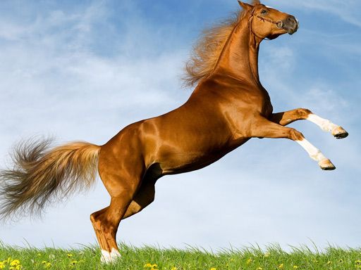 Horse Slide Horse Slide - browser game screenshot