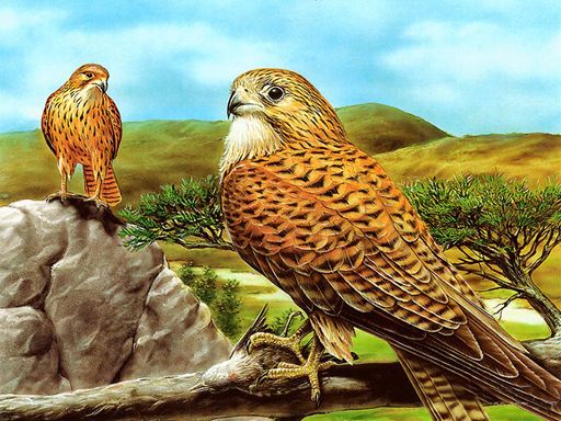 Birds of Prey Slide - browser game screenshot