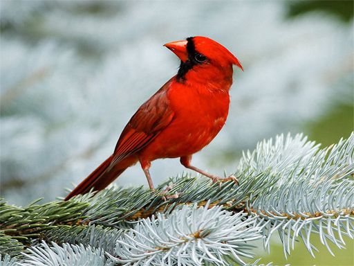 Birds Puzzle - browser game screenshot