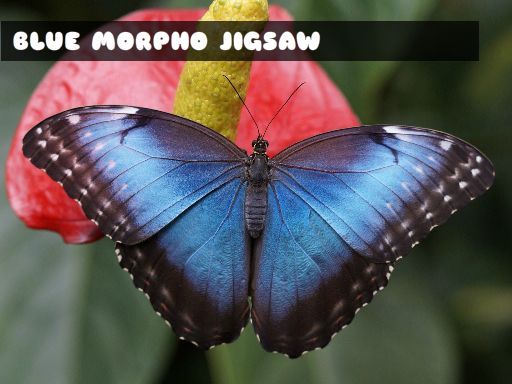 Blue Morpho Butterfly Jigsaw - browser game screenshot