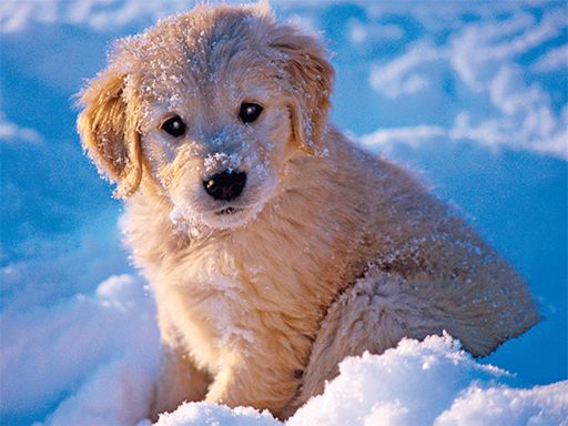 Winter Pets Puzzle - browser game screenshot