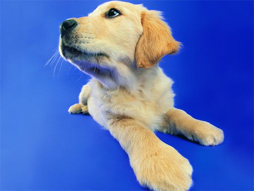 Funny Cats and Dogs Jigsaw Puzzle - browser game screenshot