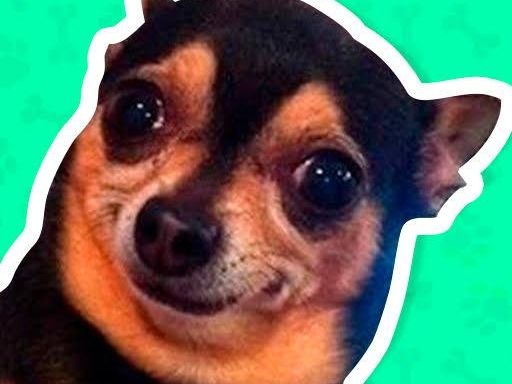 What meme dog are you ? - browser game screenshot
