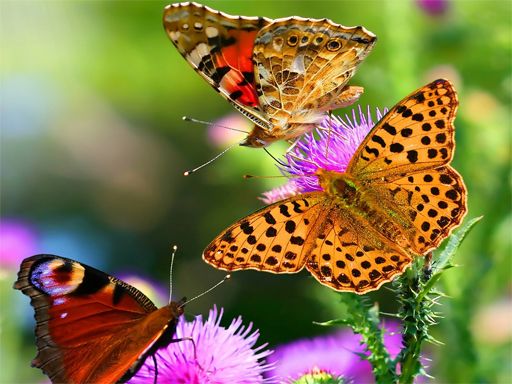 Butterfly Slide - browser game screenshot