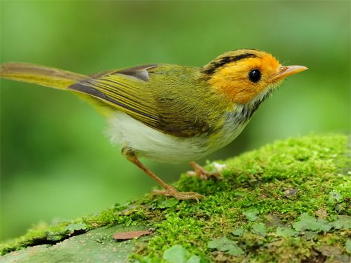 Birds Slide - browser game screenshot
