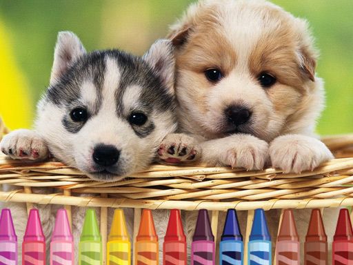 4GameGround - Puppy Coloring - browser game screenshot