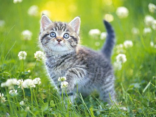 Kittens Jigsaw Puzzle Collection - browser game screenshot