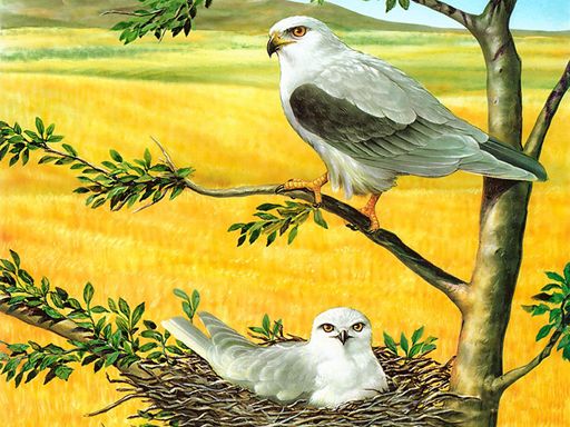 Birds of Prey Puzzle - browser game screenshot