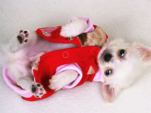 Lovely Puppy Slide - browser game screenshot
