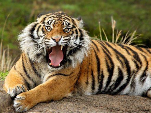 Animals Jigsaw Puzzle - Tiger - browser game screenshot